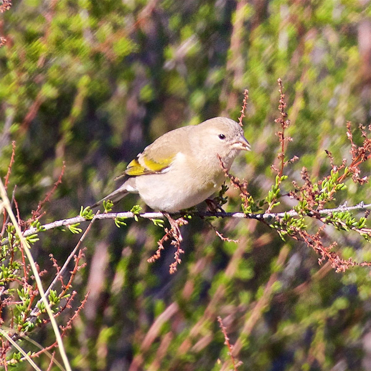 Lesser Goldfinch - ML645822417