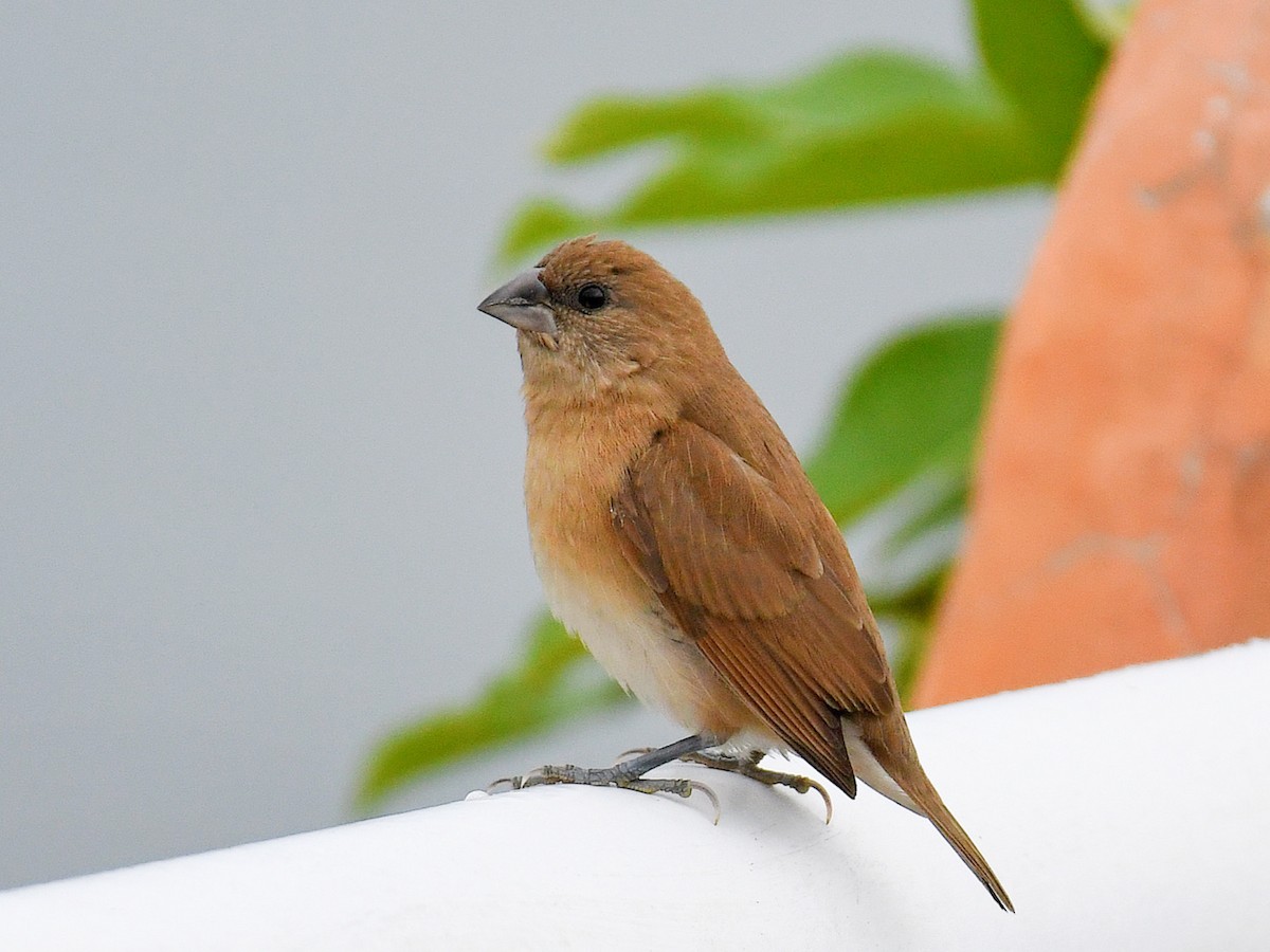 Scaly-breasted Munia - ML645822418
