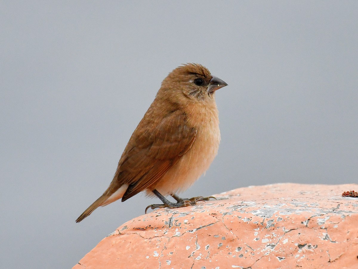 Scaly-breasted Munia - ML645822419