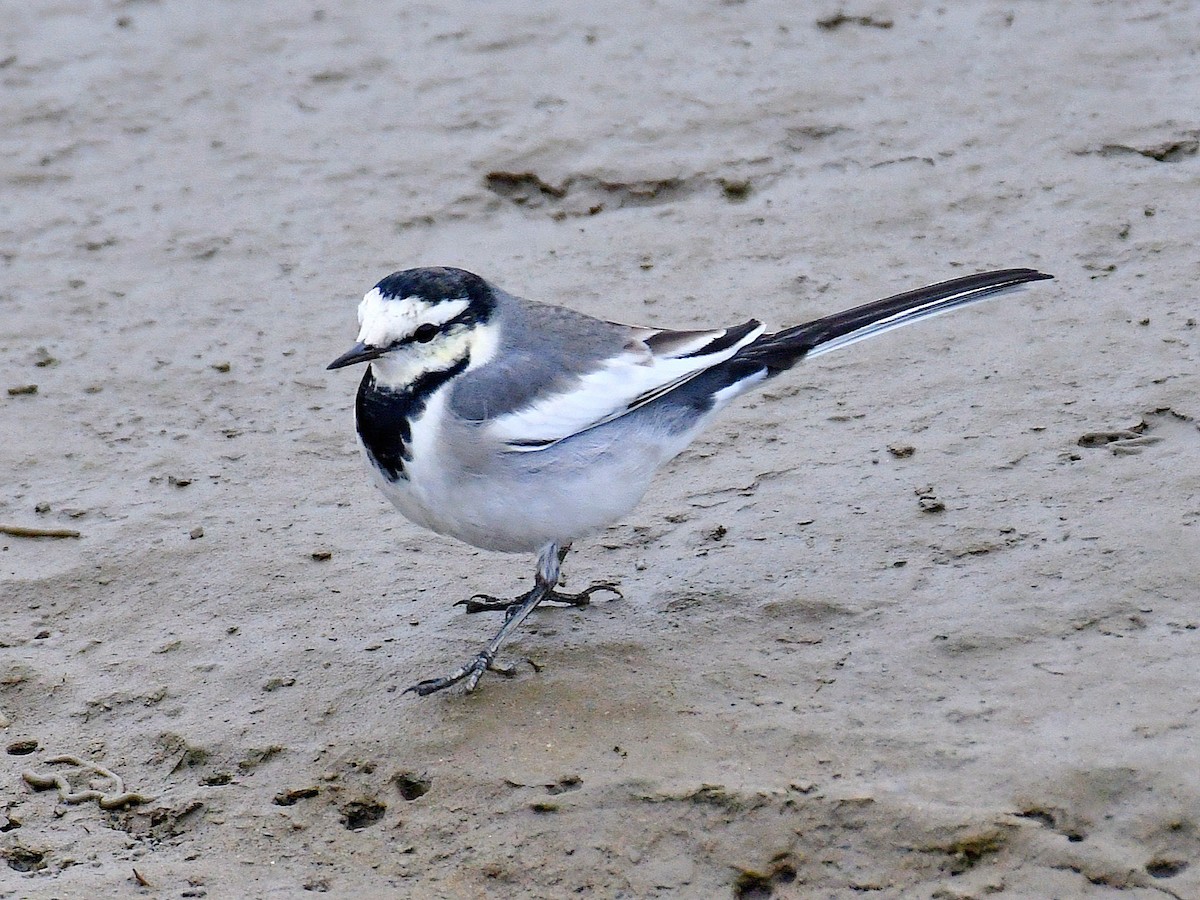 White Wagtail - ML645822421