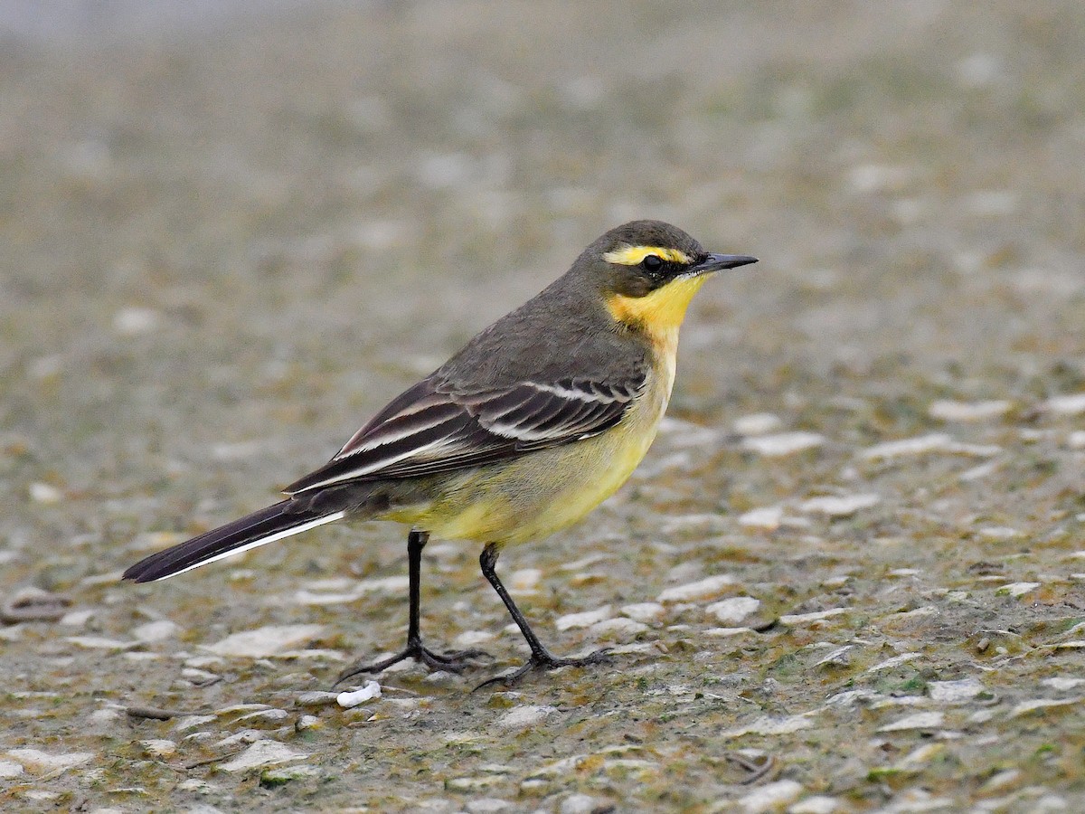 Eastern Yellow Wagtail - ML645822426