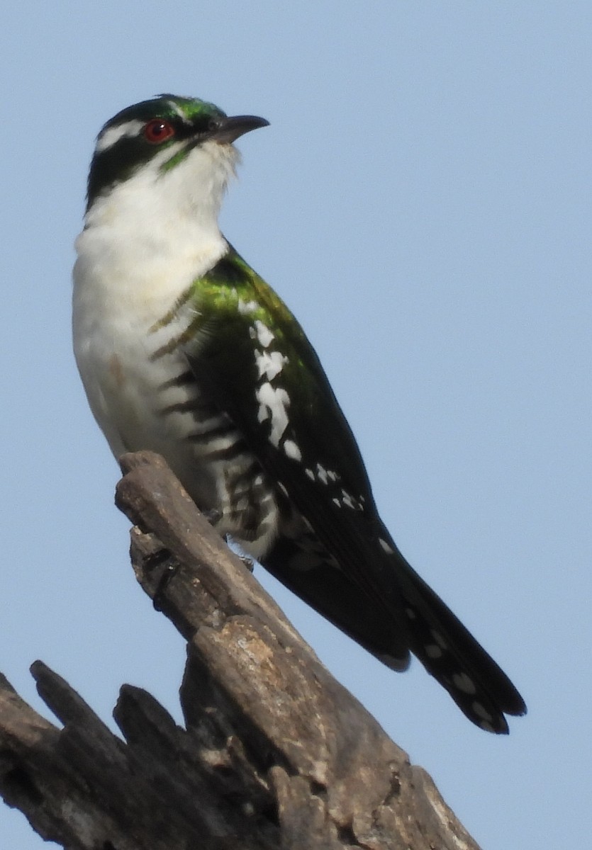 Dideric Cuckoo - ML645822428