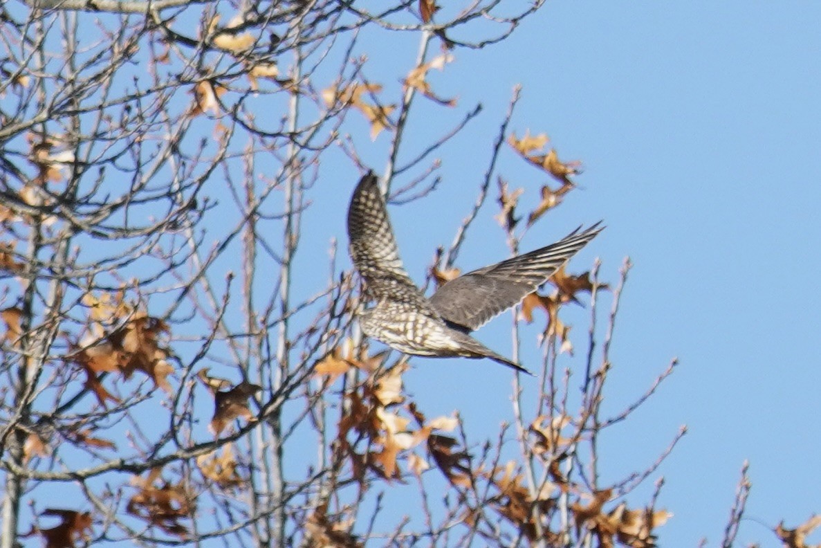 Merlin (Taiga) - ML645822429