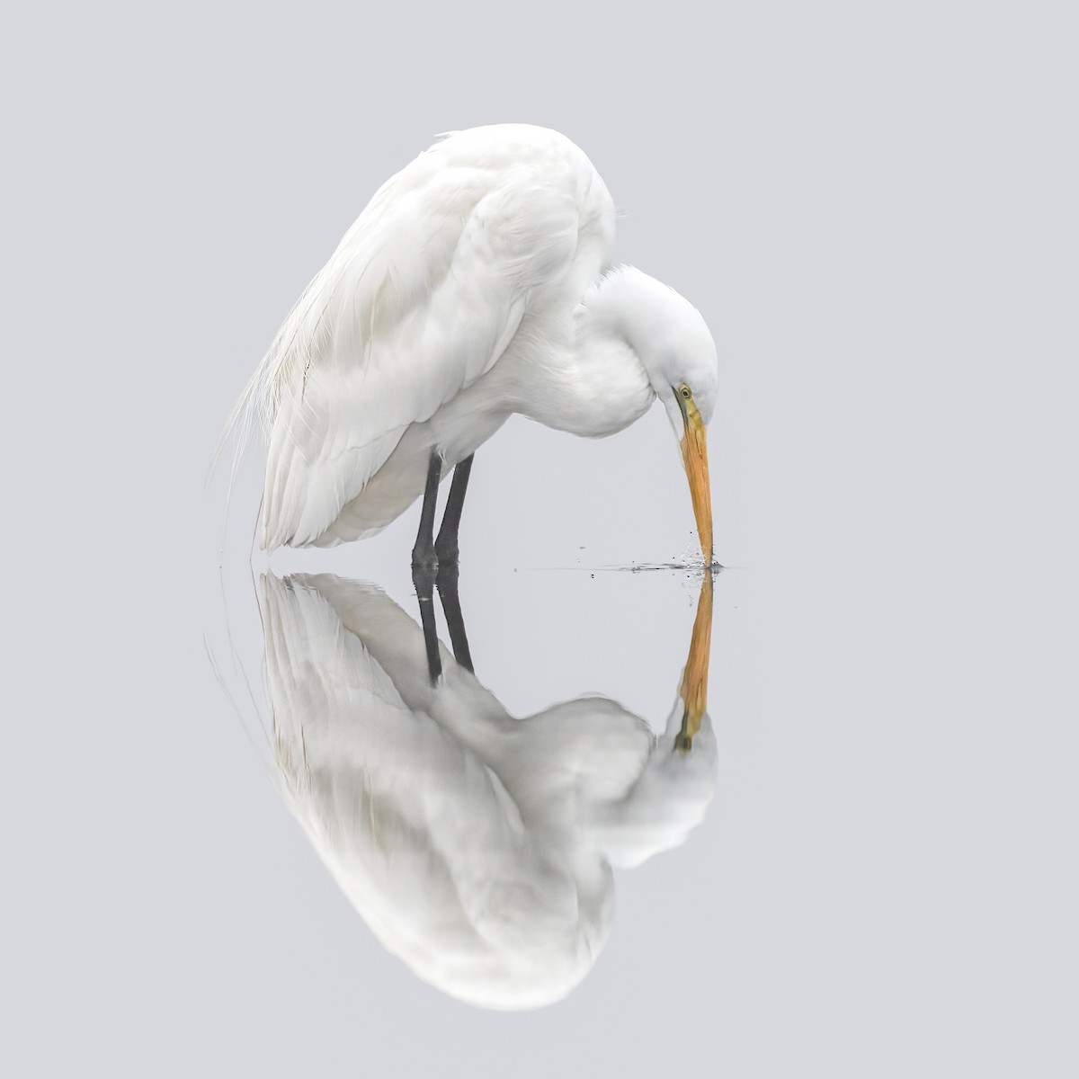 Great Egret - ML645822434