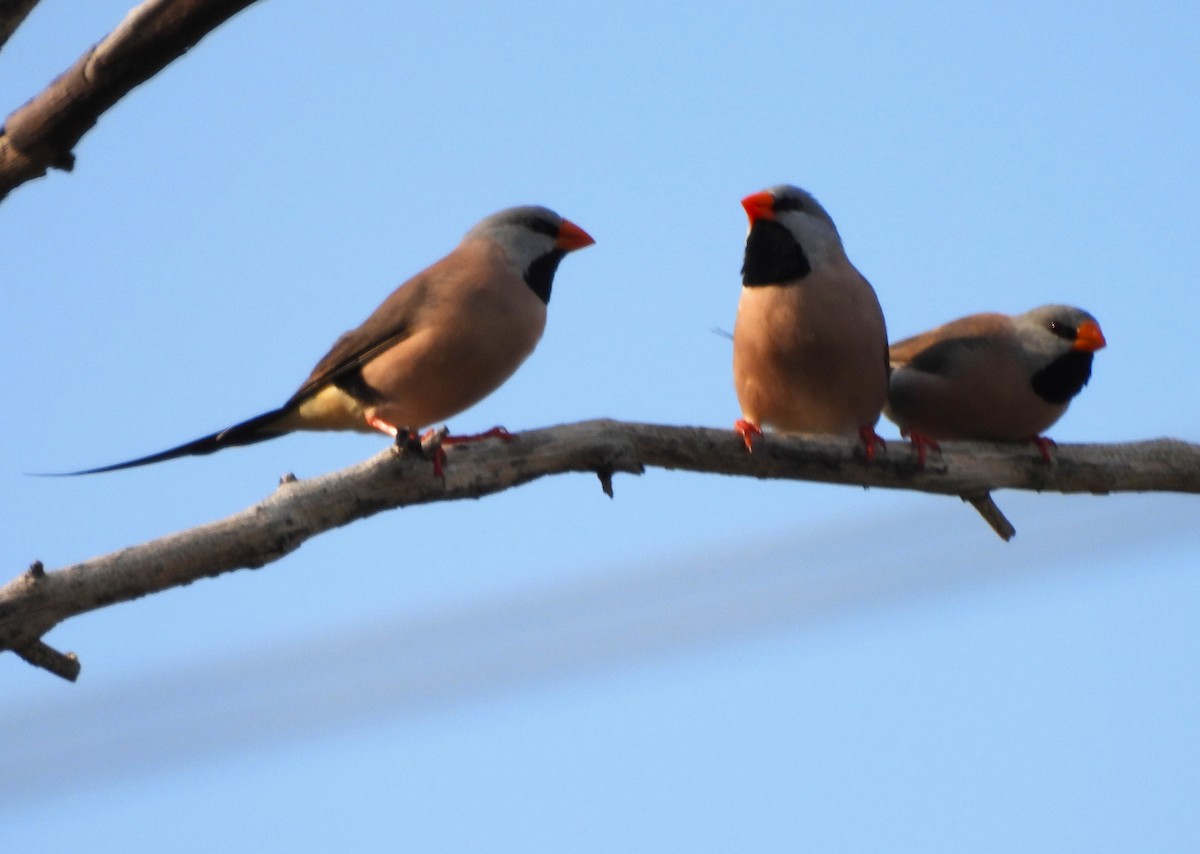 Long-tailed Finch - ML645822439