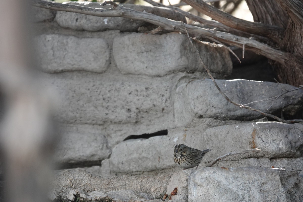 strnadec pruhohlavý - ML645822440