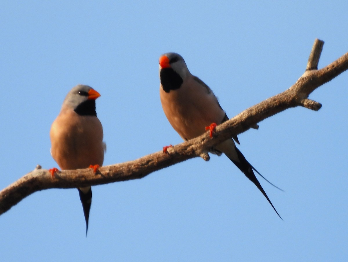 Long-tailed Finch - ML645822446