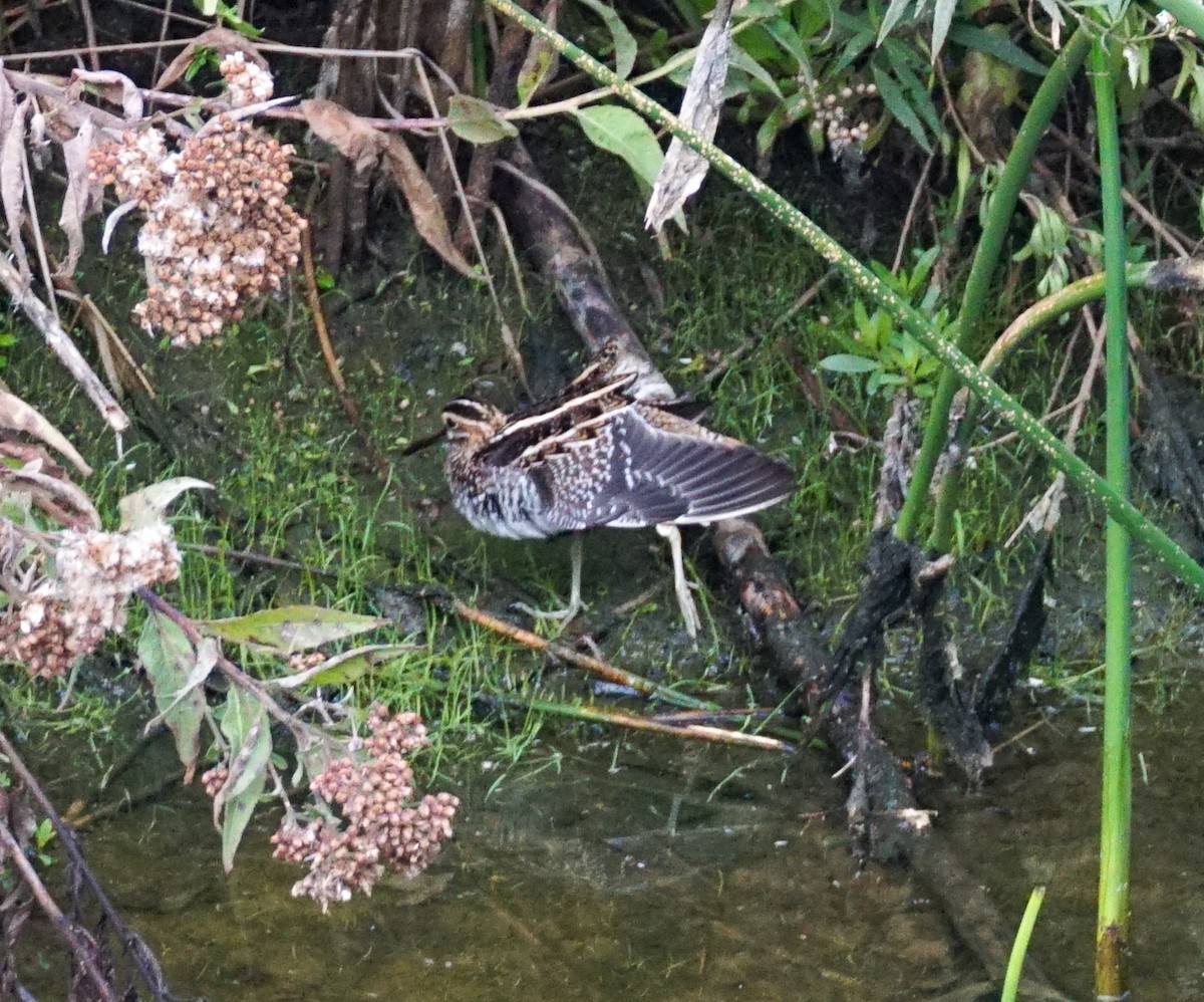 Wilson's Snipe - ML645822447