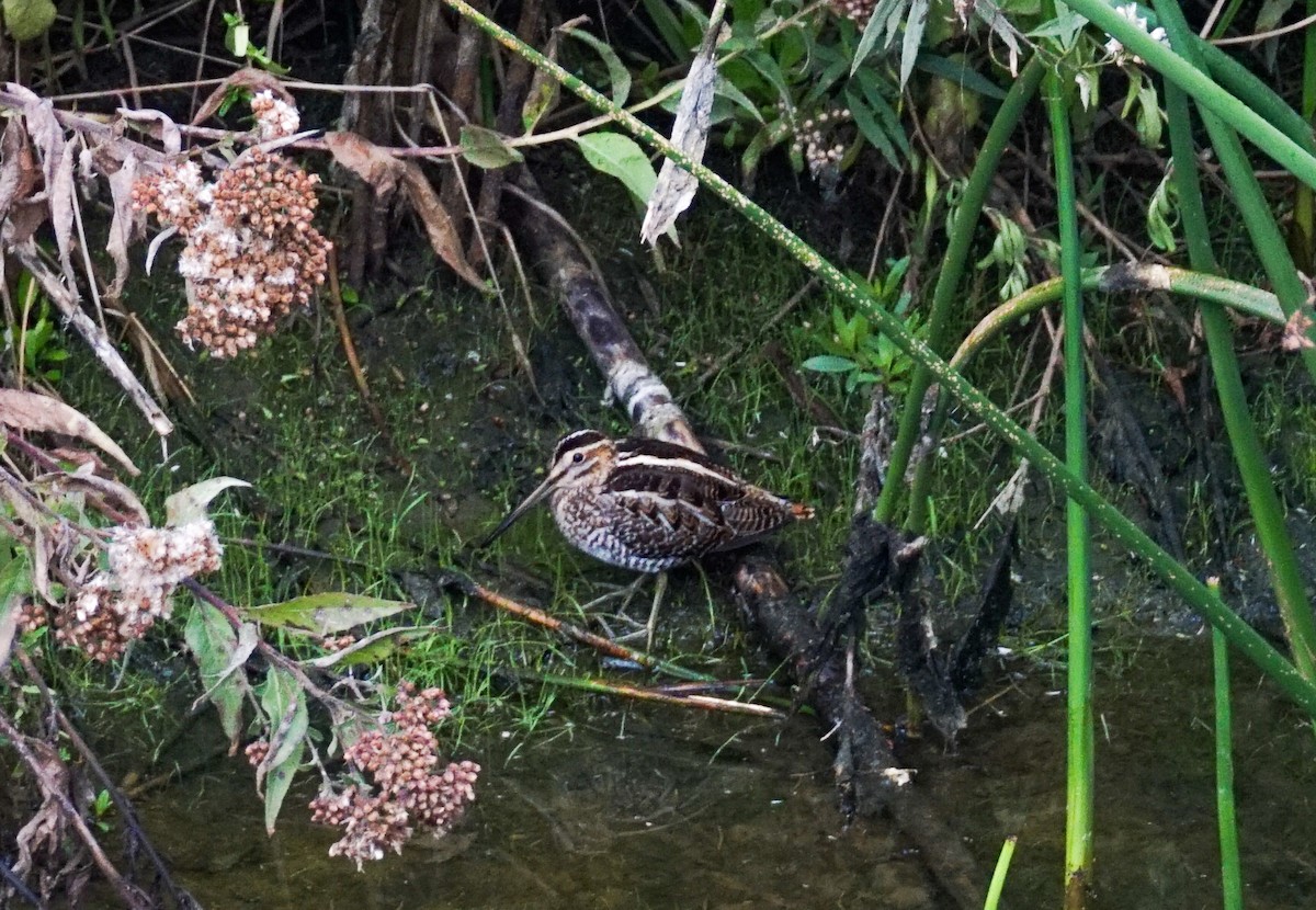 Wilson's Snipe - ML645822448