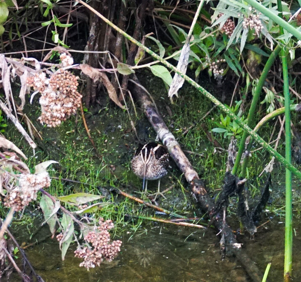 Wilson's Snipe - ML645822449