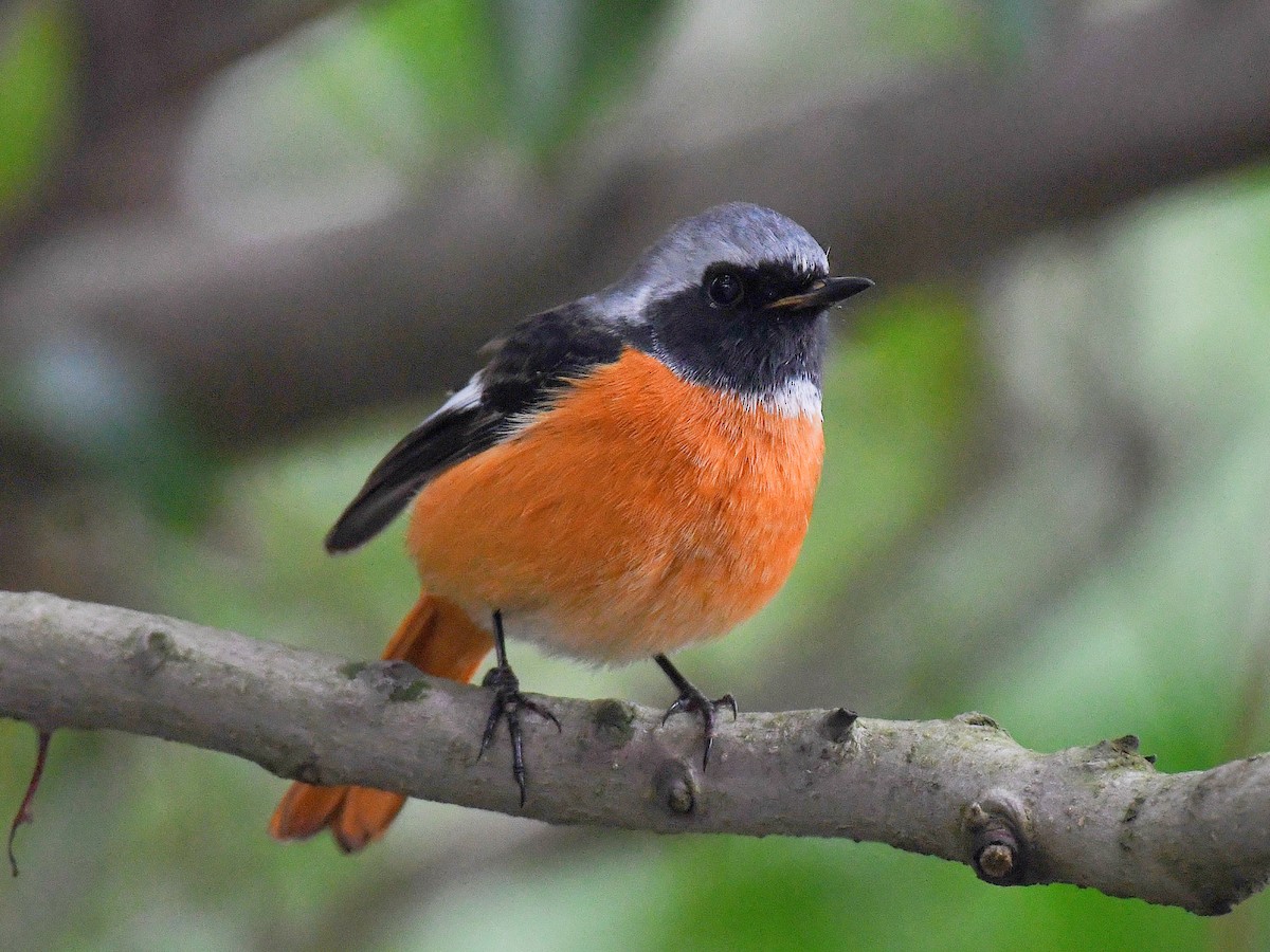 חכלילית סיבירית - ML645822453