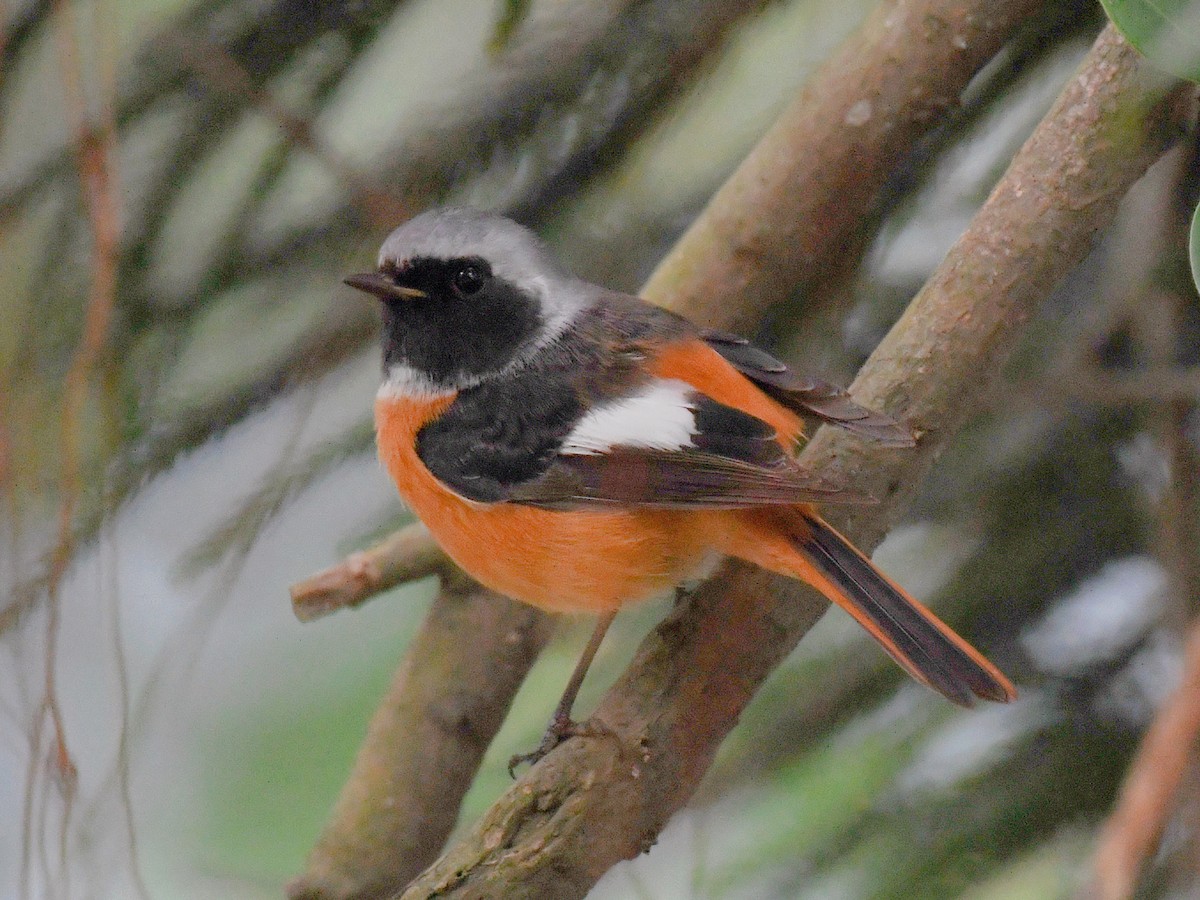 חכלילית סיבירית - ML645822454