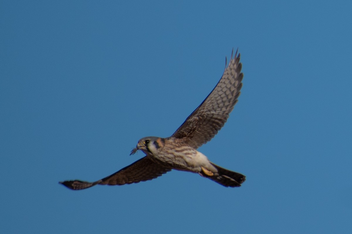 American Kestrel - ML645822460