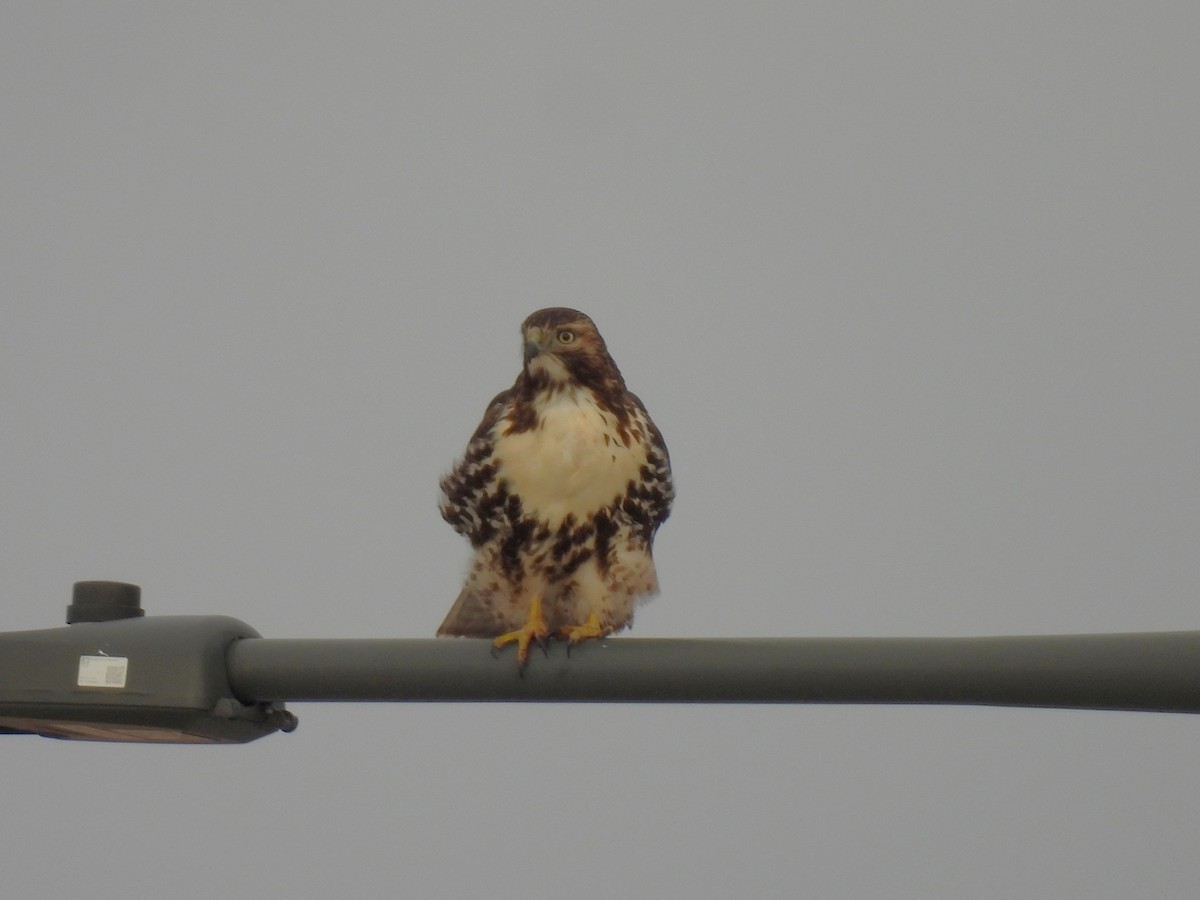Red-tailed Hawk - ML645822462