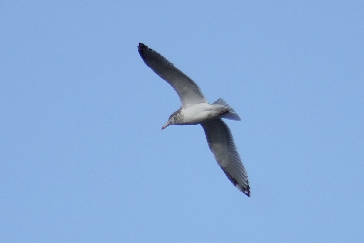 American Herring Gull - ML645822468