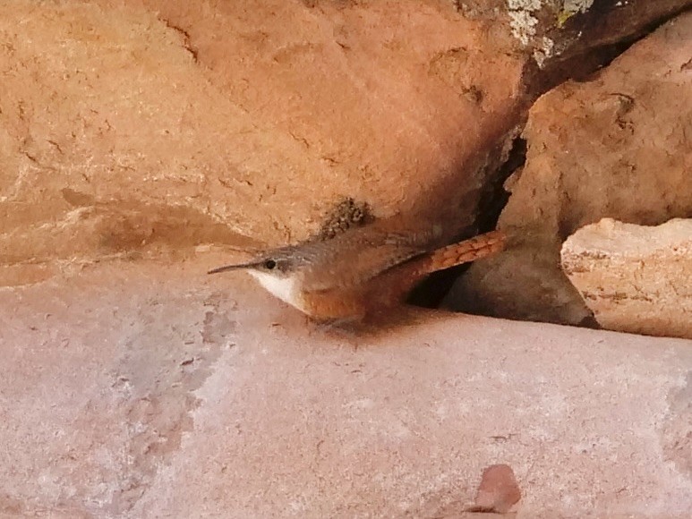 Canyon Wren - ML645822469