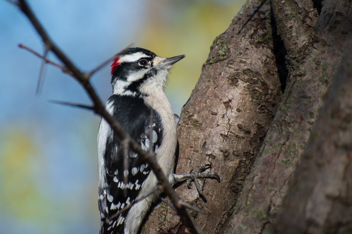 Downy Woodpecker - ML645822478