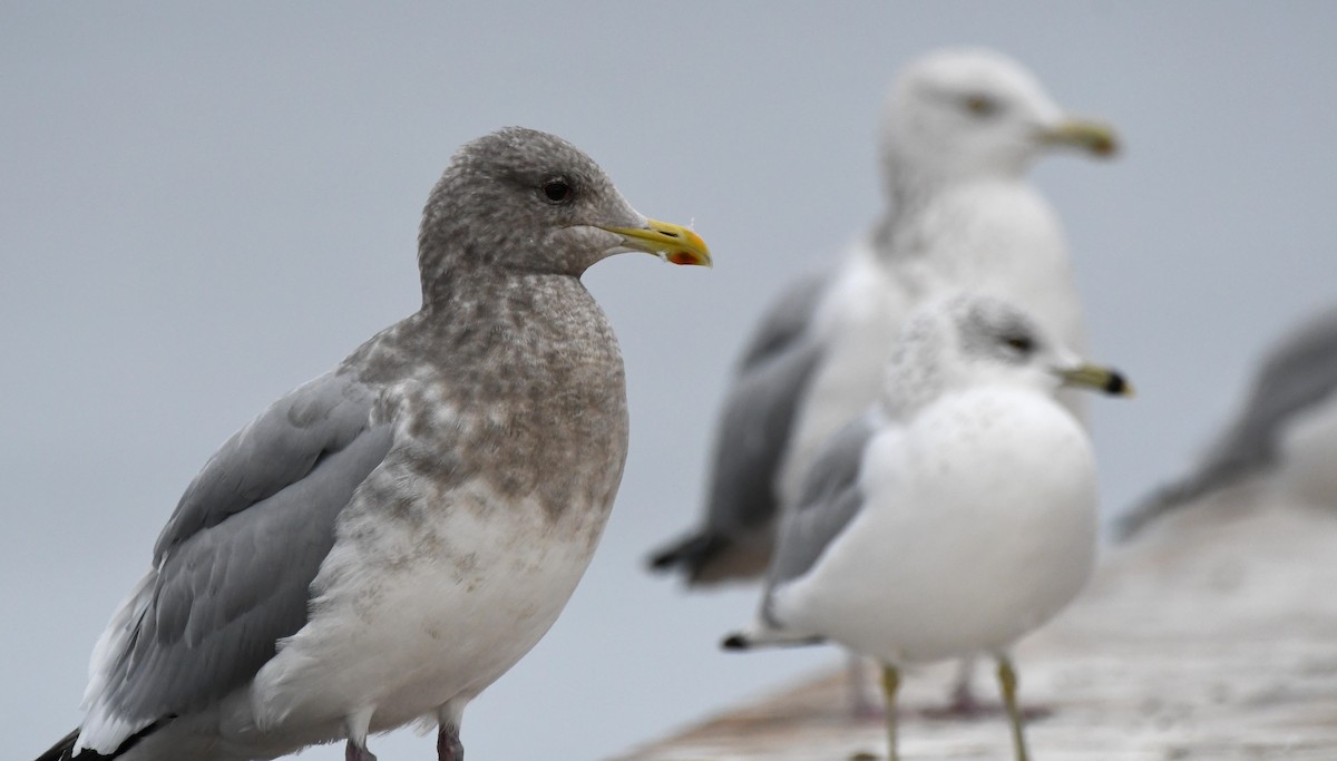 Iceland Gull (Thayer's) - ML645822489