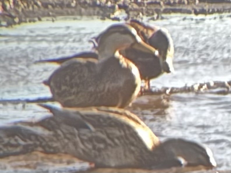 kachna divoká x mexická (hybrid) - ML645822506