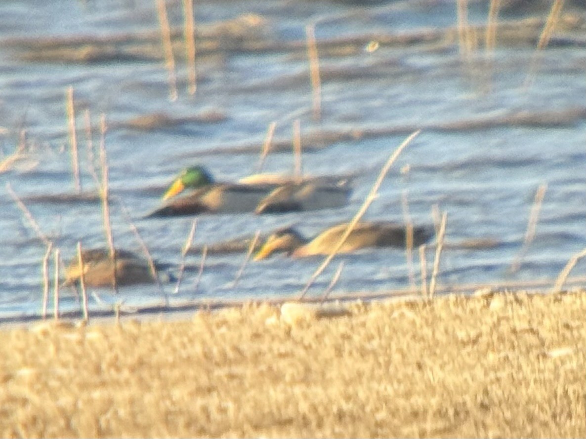 kachna divoká x mexická (hybrid) - ML645822507