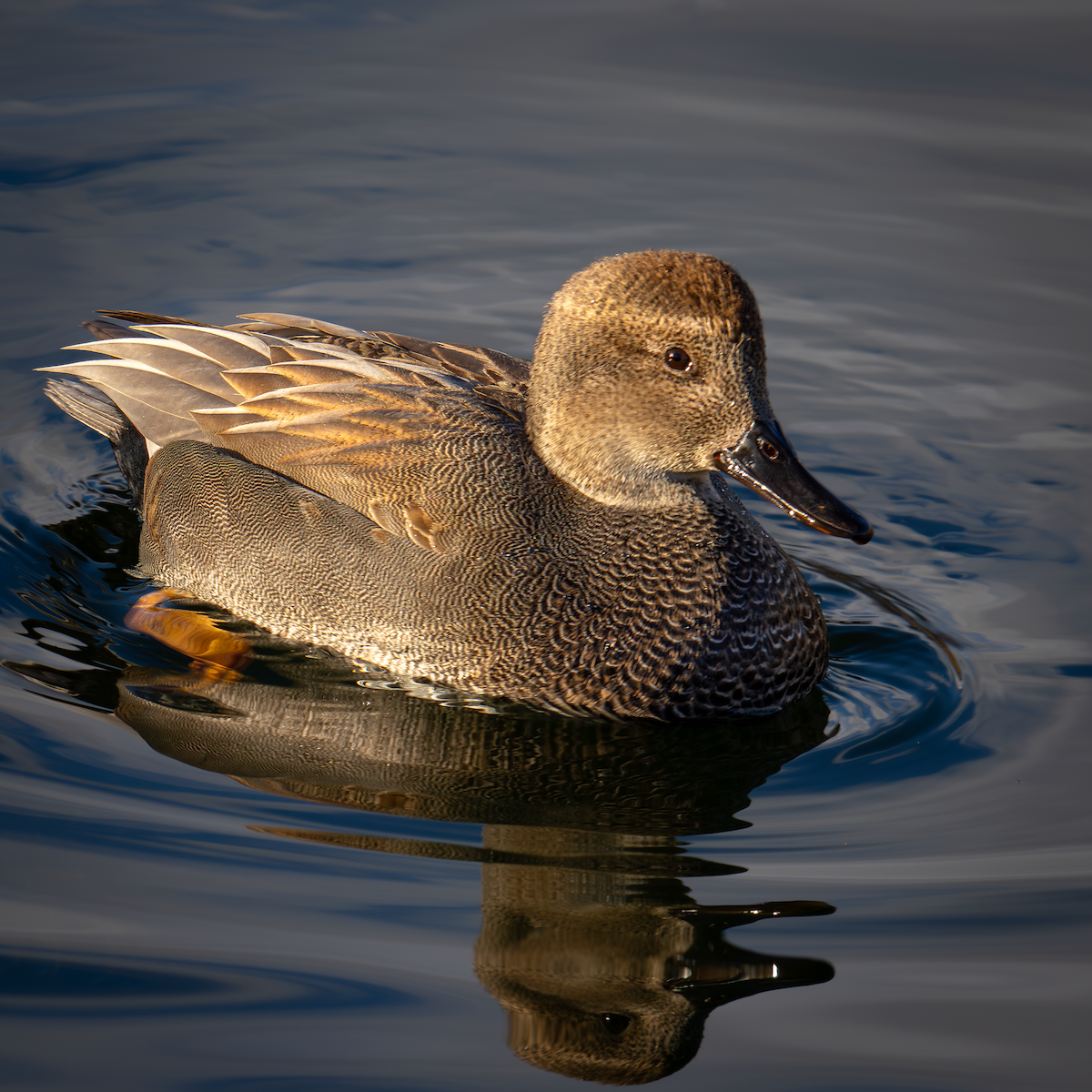 Серая утка - ML645822576