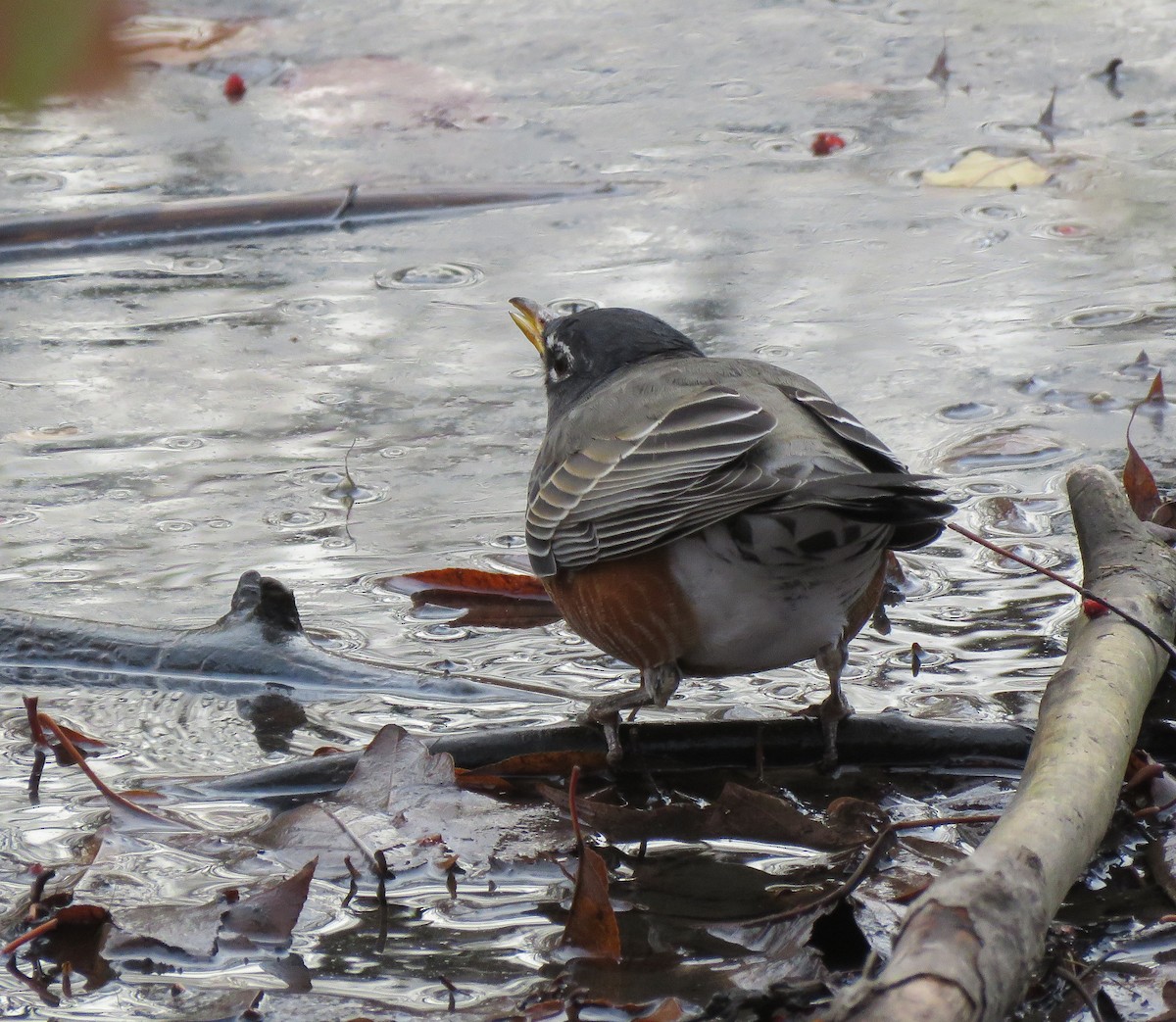 Дрізд мандрівний - ML645822617