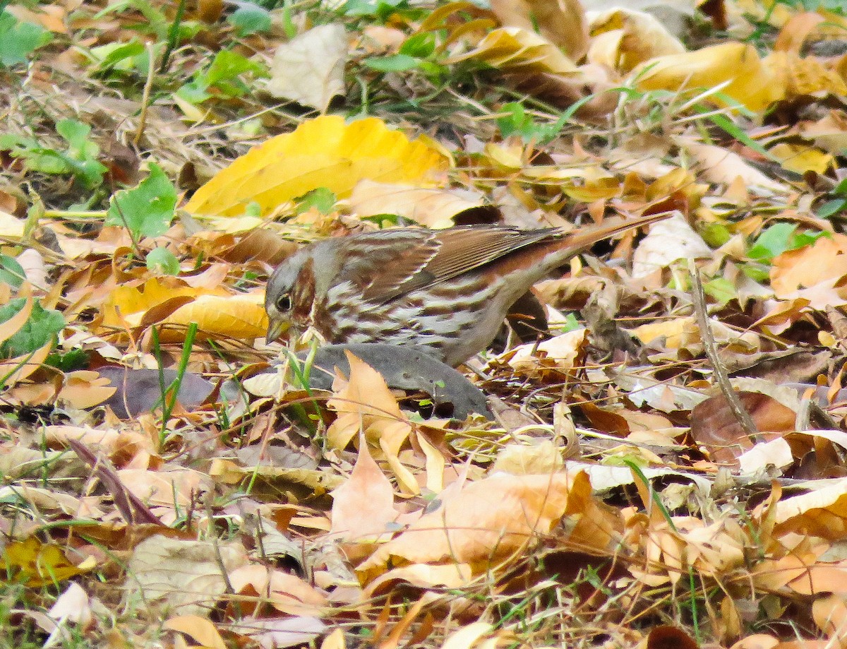 Fox Sparrow - ML645822623