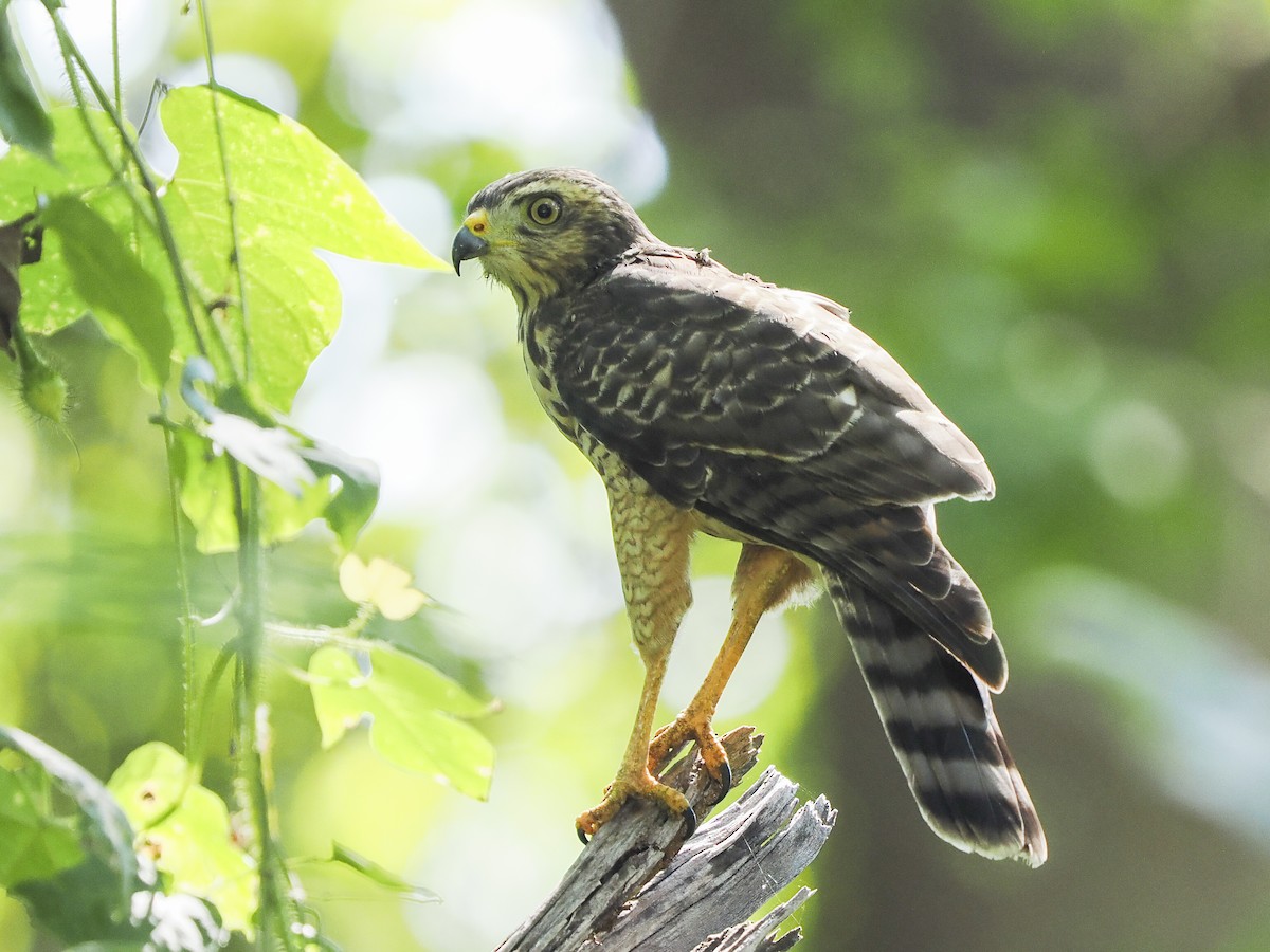 Roadside Hawk - ML645822625