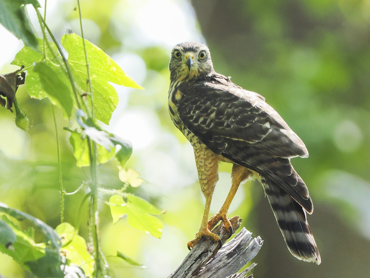 Roadside Hawk - ML645822667