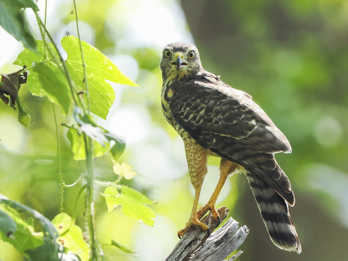 Roadside Hawk - ML645822674