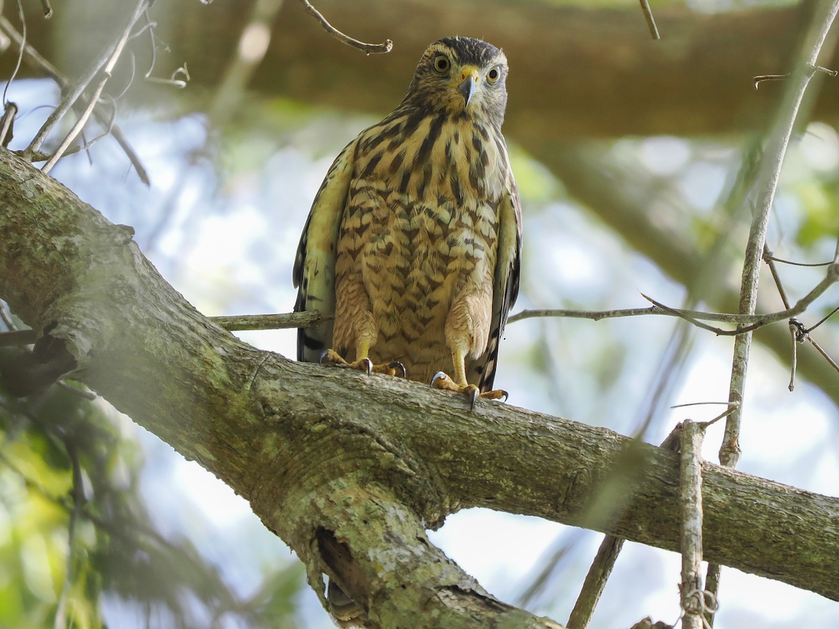 Roadside Hawk - ML645822675