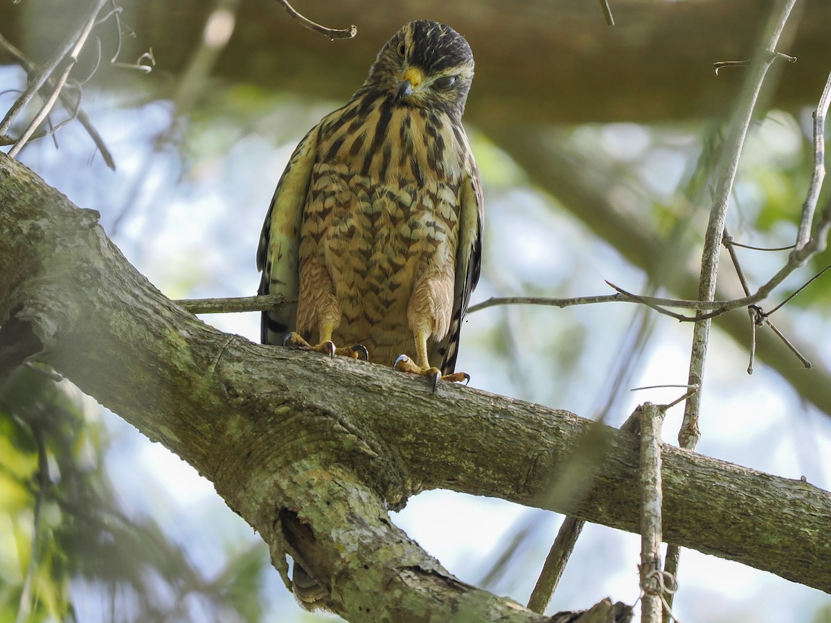 Roadside Hawk - ML645822679