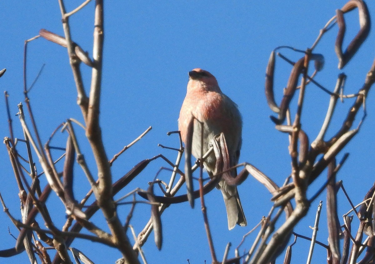 Pine Grosbeak - ML645822694