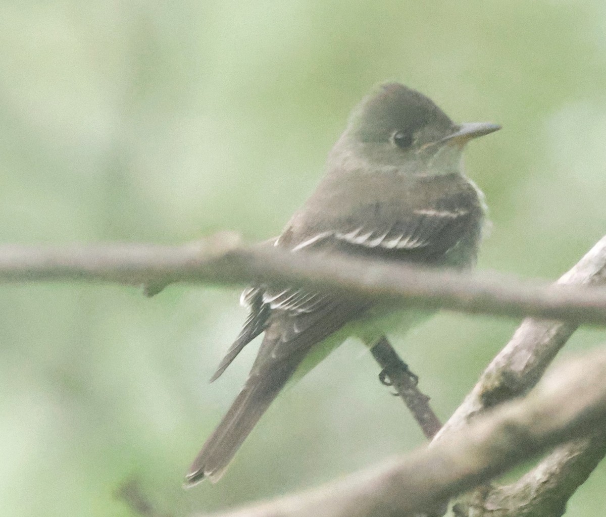 Acadian Flycatcher - ML645822707