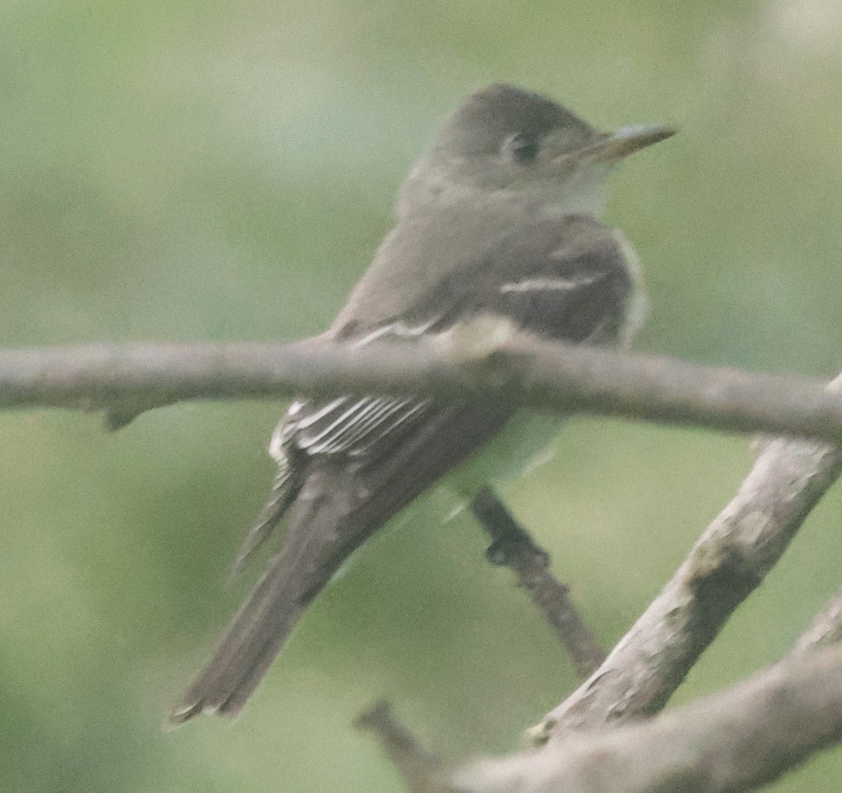 Acadian Flycatcher - ML645822708