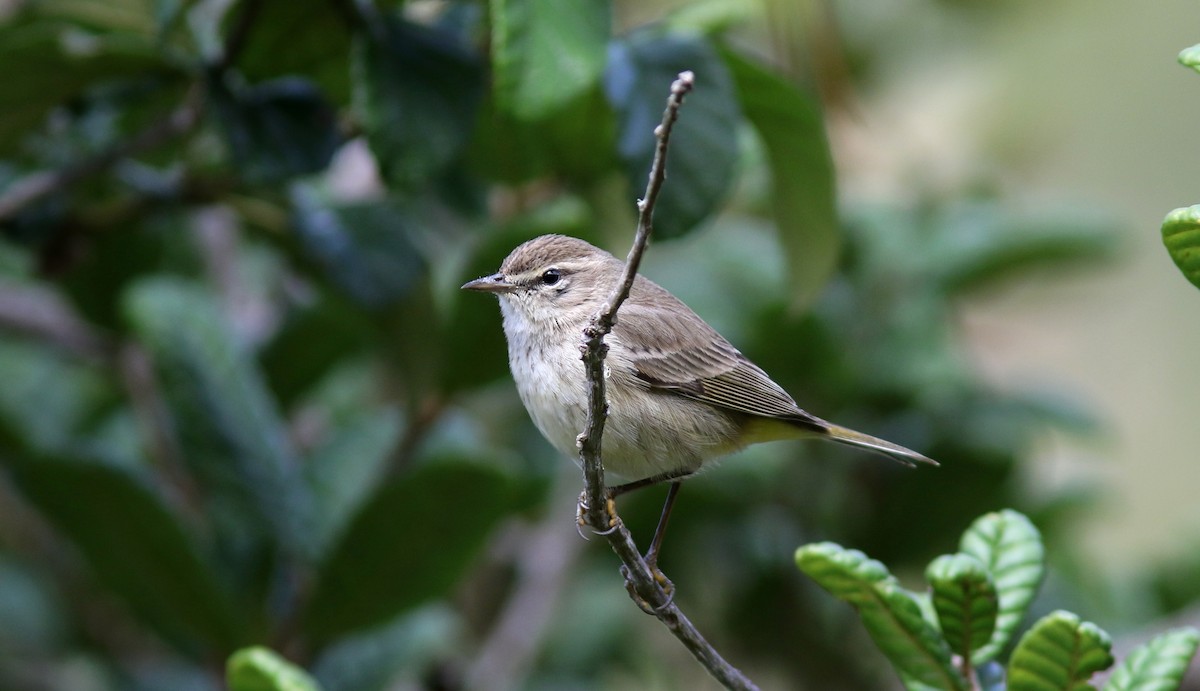 Palm Warbler (Western) - ML64582271