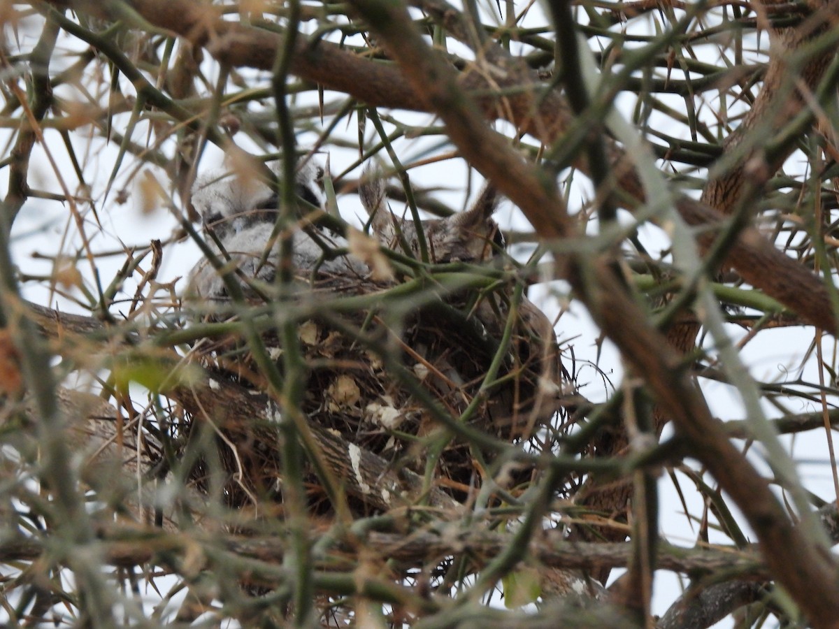 Southern White-faced Owl - ML645822715