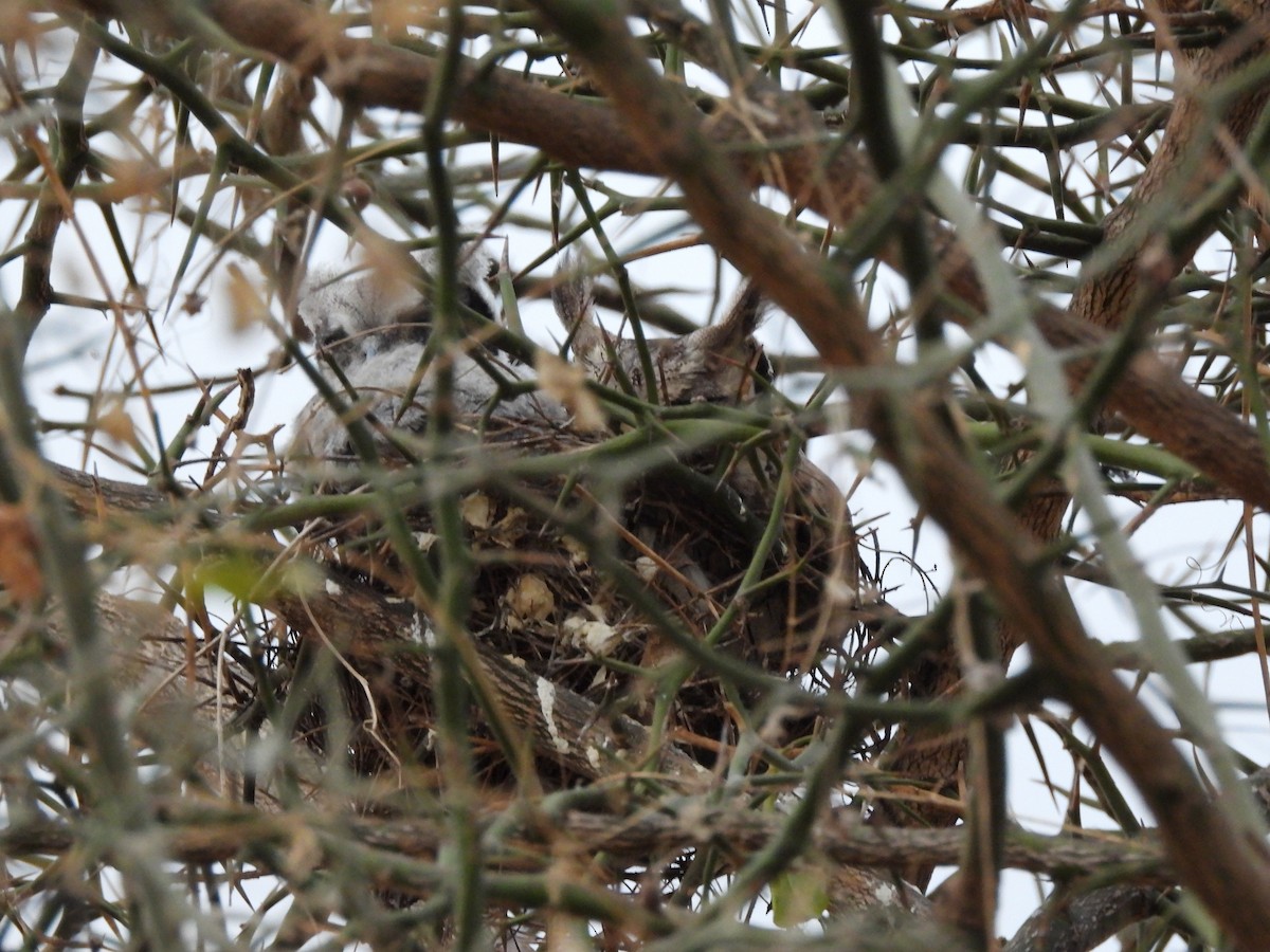 Southern White-faced Owl - ML645822716