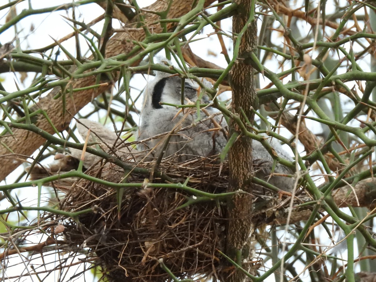 Southern White-faced Owl - ML645822717