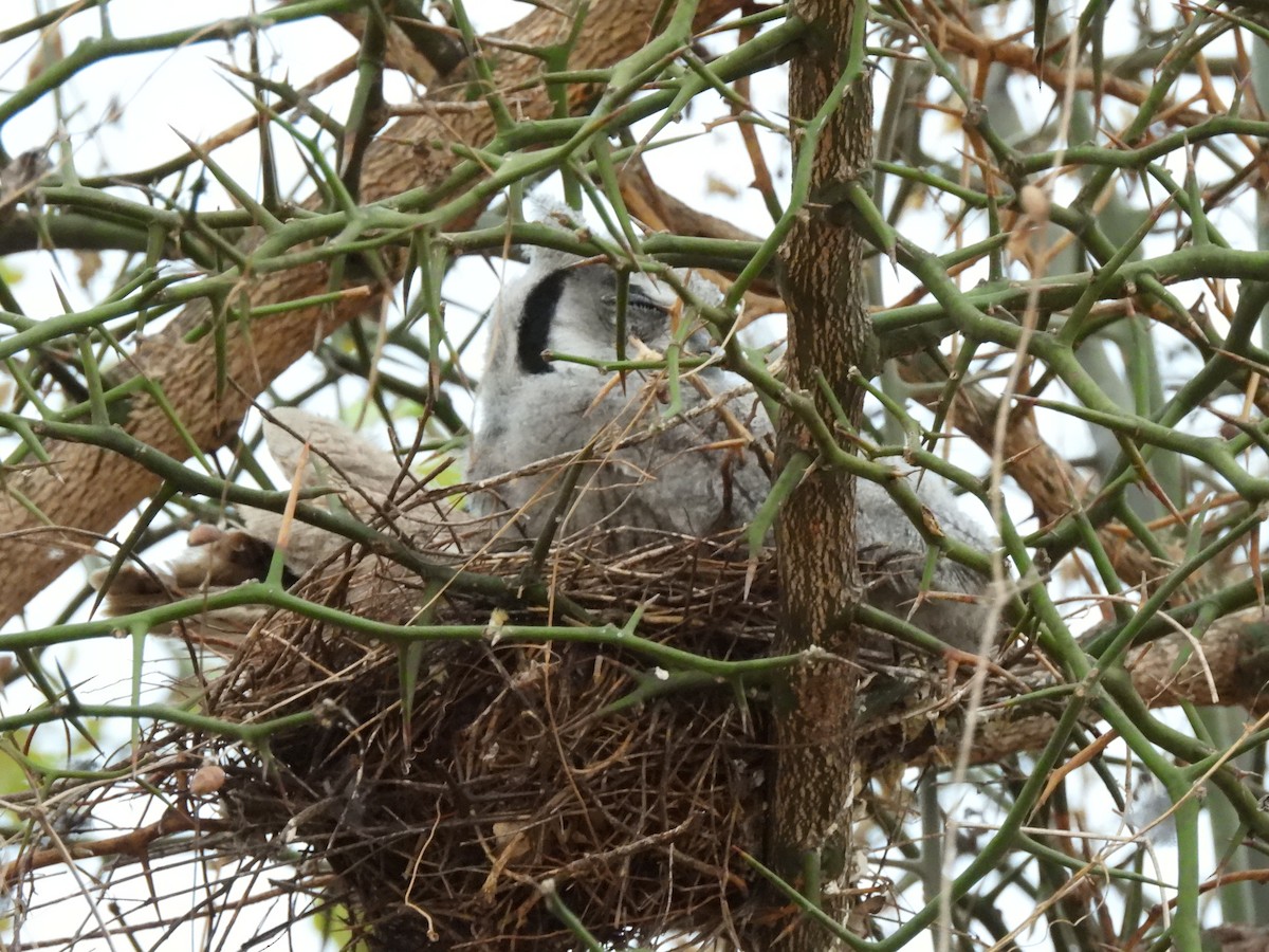 Southern White-faced Owl - ML645822718