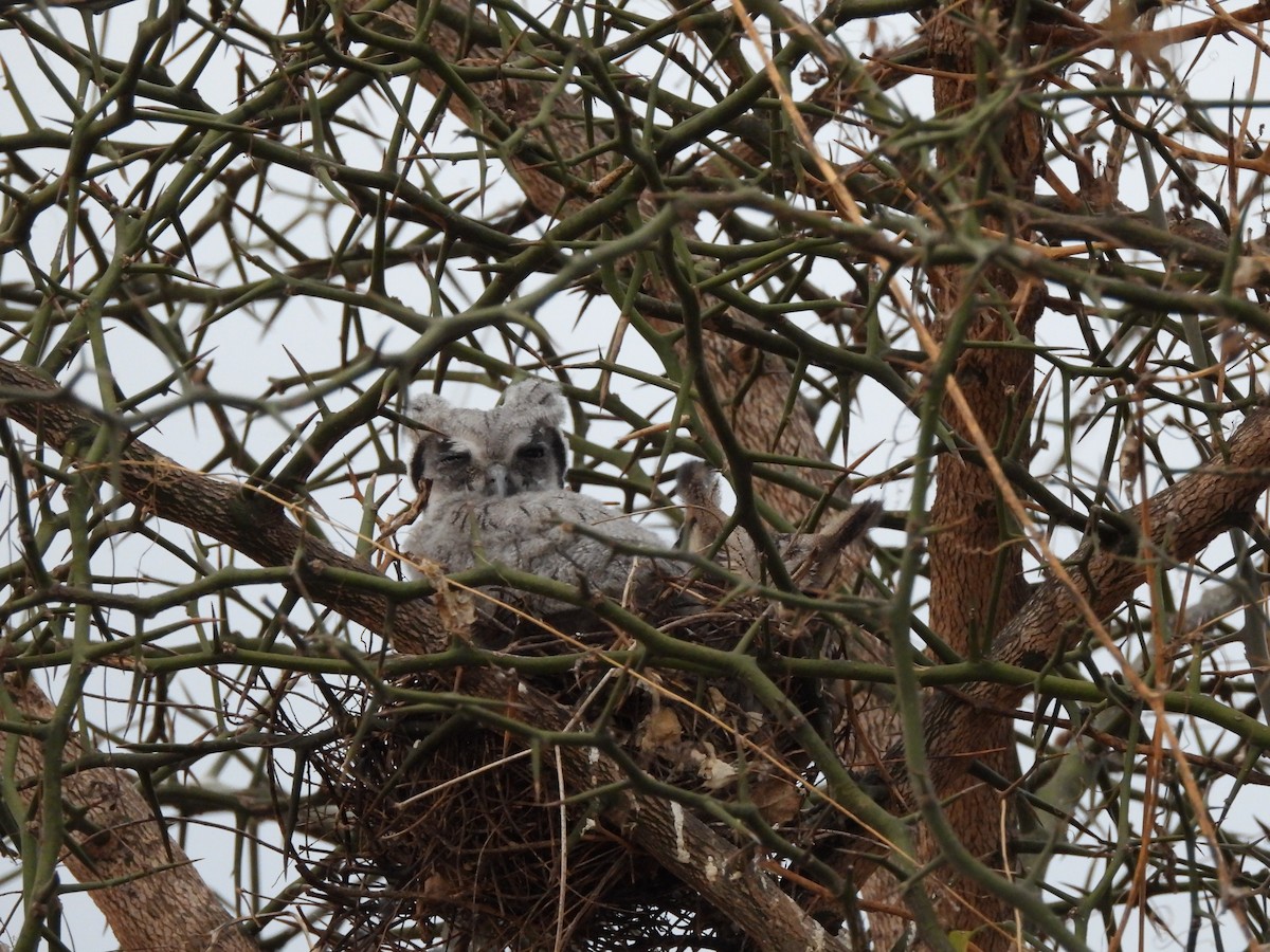 Southern White-faced Owl - ML645822719