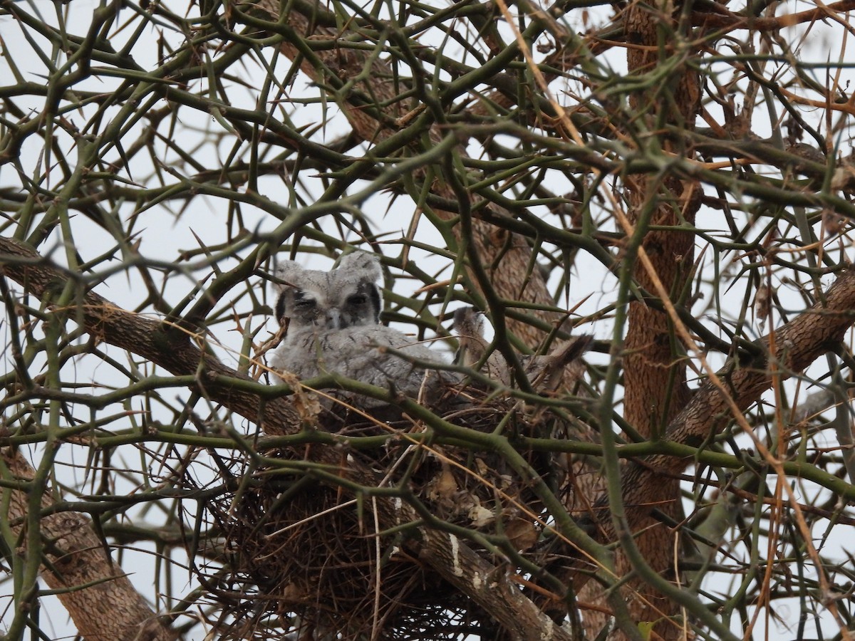 Southern White-faced Owl - ML645822720