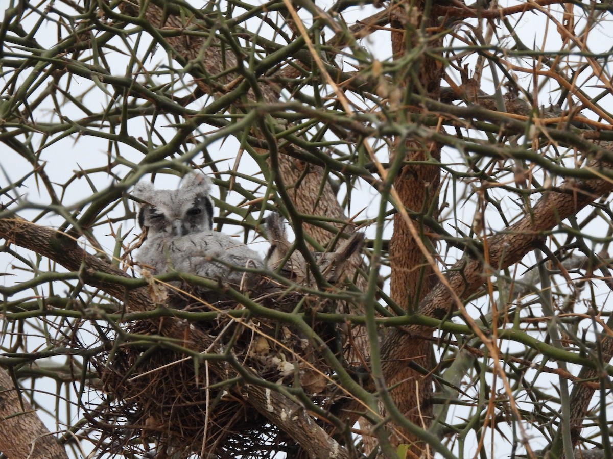 Southern White-faced Owl - ML645822721