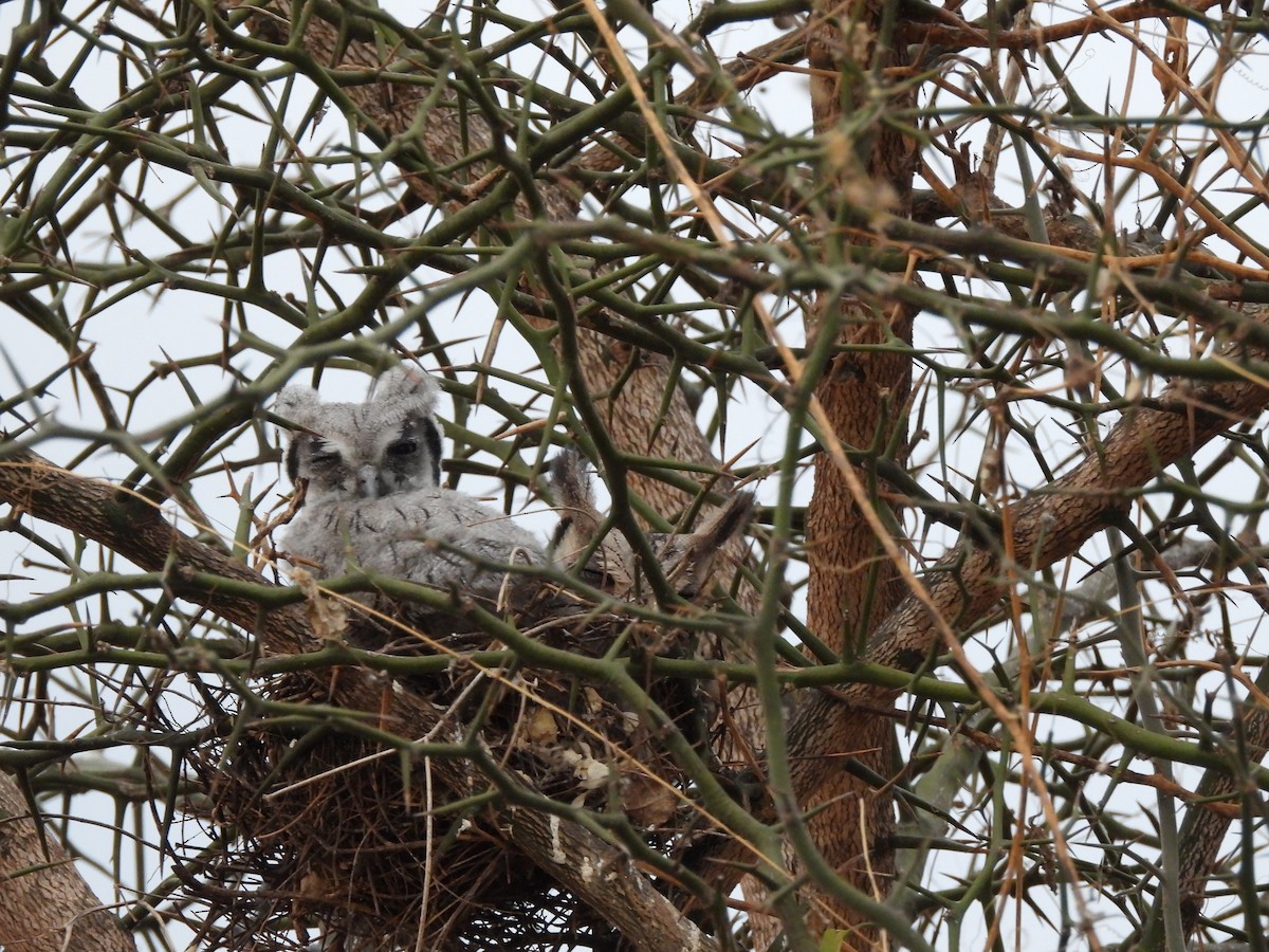 Southern White-faced Owl - ML645822722