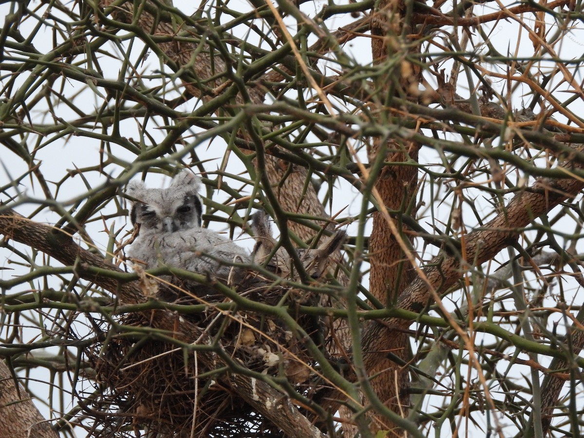 Southern White-faced Owl - ML645822723