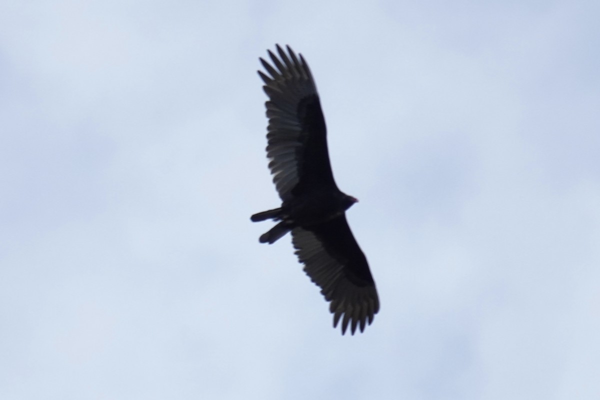 Turkey Vulture - ML645822733