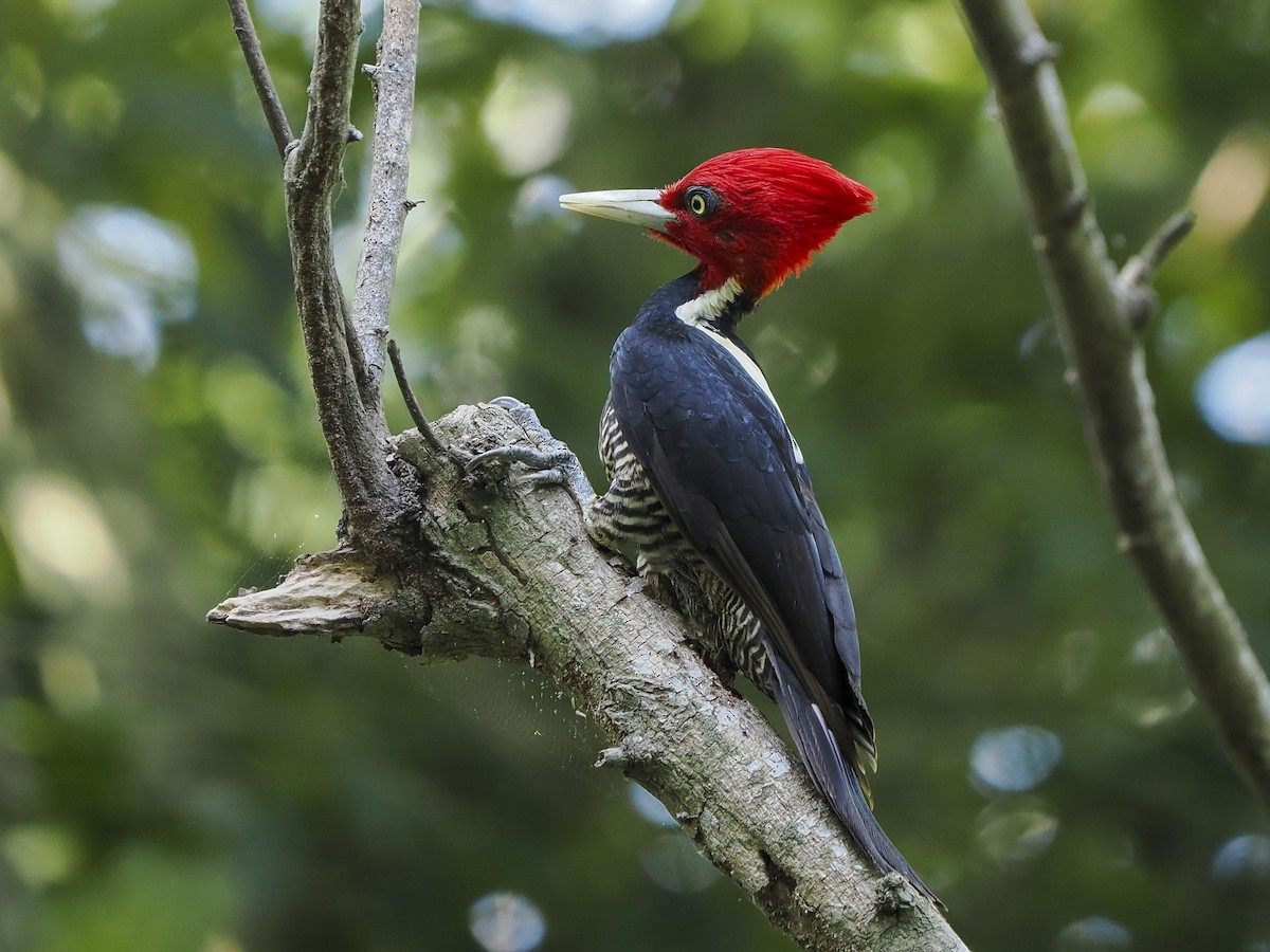 Pale-billed Woodpecker - ML645822741