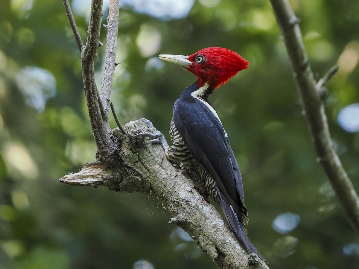 Pale-billed Woodpecker - ML645822747