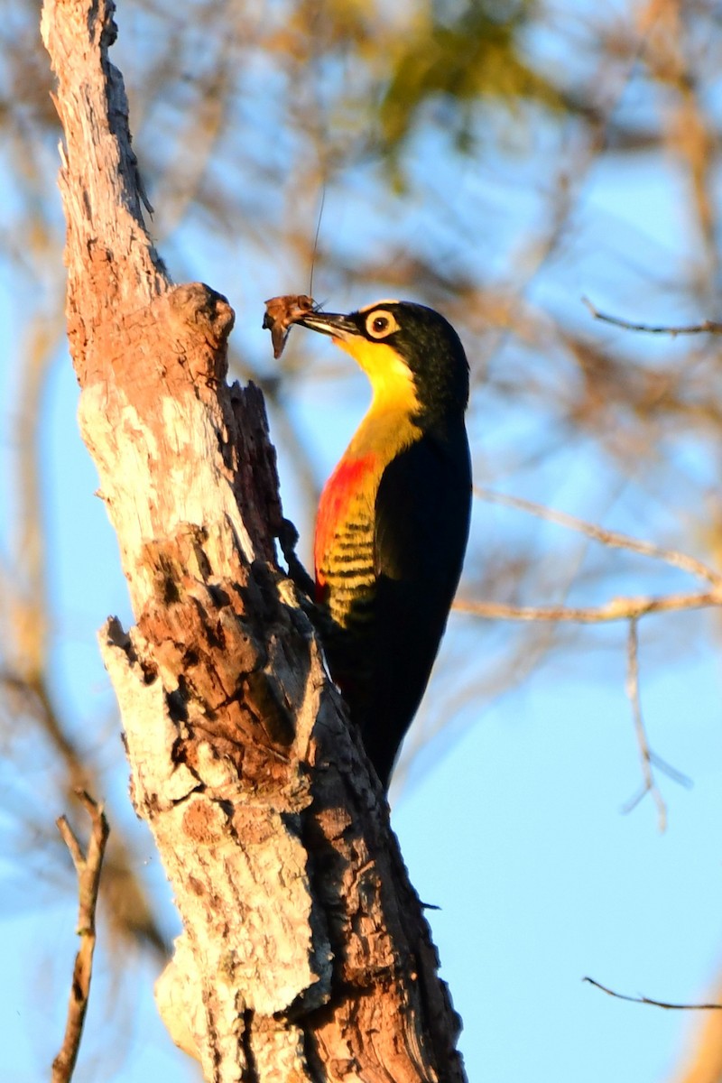 Yellow-fronted Woodpecker - ML645822757