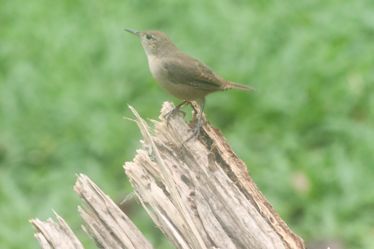 Southern House Wren - ML645822785